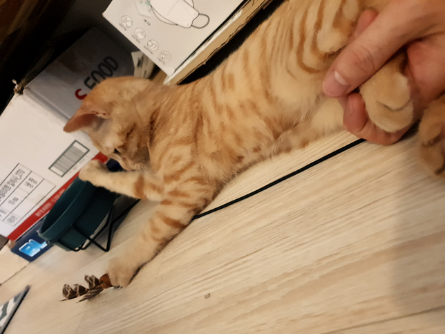 고양이가 장난감을 먹는 것 같아요. 어떻게 하면 좋을까요?의 3번 째 이미지