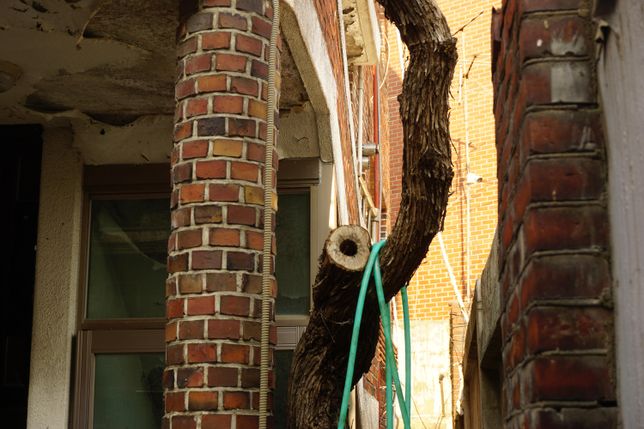 이 나무 이름이 뭔가요?? 궁금합니다의 2번 째 이미지