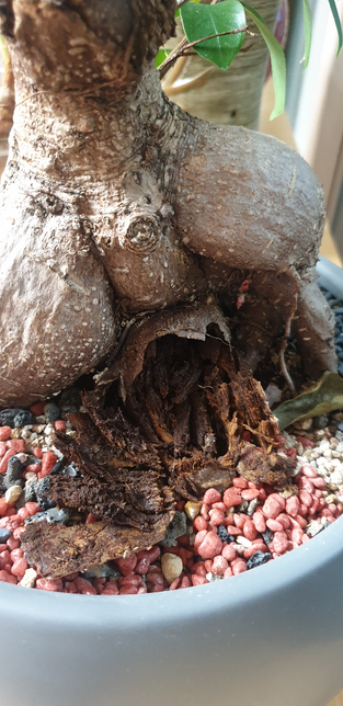 인삼벤자민입니다. 지금 상태가 어떤 상태일까요의 1번 째 이미지