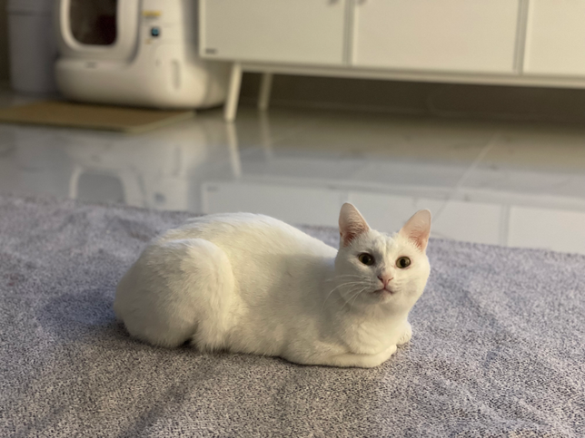 고양이 오드아이가 나타나는 이유가 궁금해요!의 0번 째 이미지