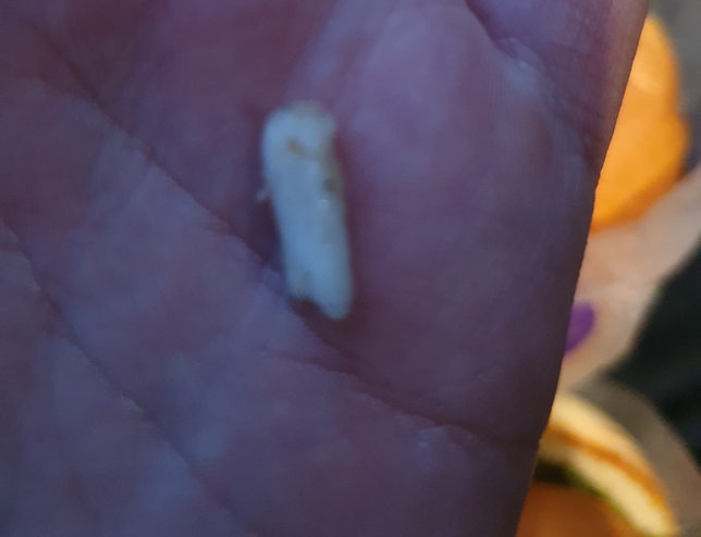 햄버거 안 이물질 발견시 법적 대처법이 있을까요?의 0번 째 이미지