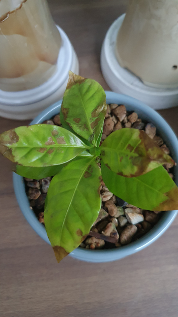 화분의 화초 상태가 이상합니다.의 0번 째 이미지