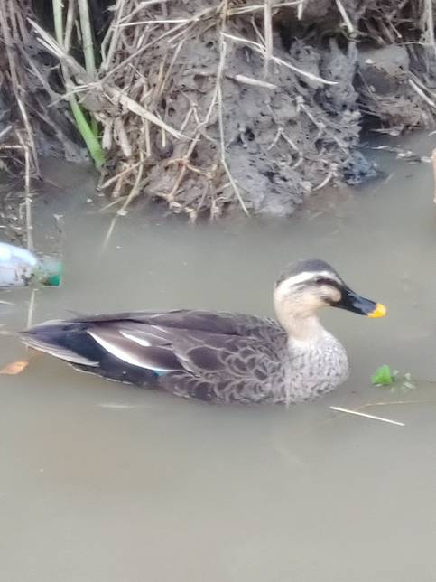 첨부된 사진속 오리는 무슨오리인가요?의 0번 째 이미지