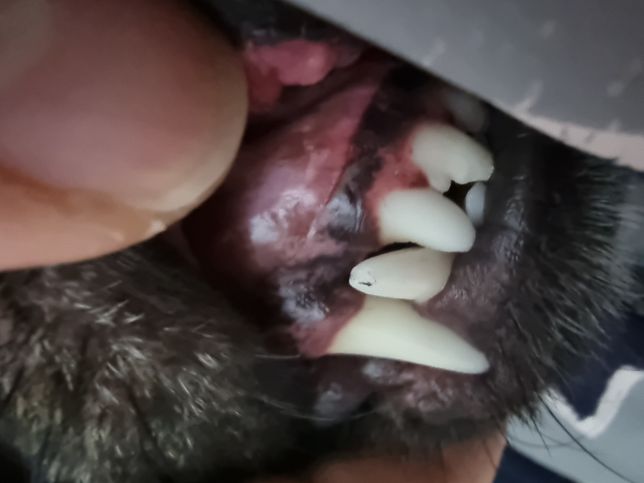 강아지가 켄넬을 물어뜯어서 이빨이 이상해요의 0번 째 이미지