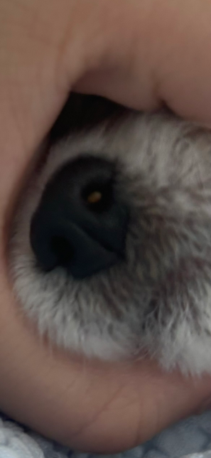 강아지코에 뭐가 들어간것 같아요의 0번 째 이미지