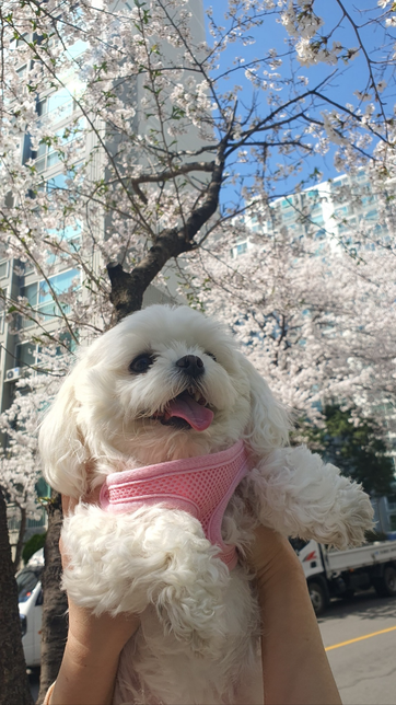 입질하는반려견에대해서질문을드립니다!의 0번 째 이미지