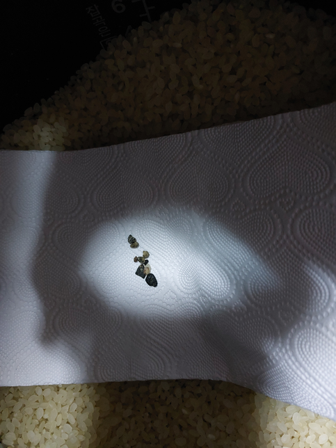 쌀에서 까만 것을 분리했는데요 깜부기 인지 쥐똥인지요?의 0번 째 이미지