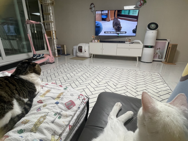 고양이들도 티비를 집중해서 볼 수 있나요?의 0번 째 이미지