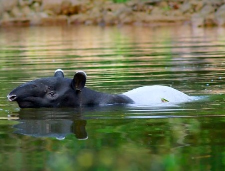 말레이맥이 옛날에 태국에도 살았나요?의 3번 째 이미지