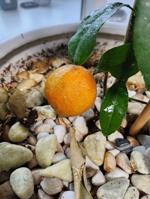 레몬나무 키우고 있는데 열마가 레몬이 아닌거 같아요. 다른 나무 인가요?의 0번 째 이미지