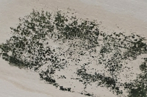 천장에 물니세서 생긴 곰팡이 어쩧게하죠의 0번 째 이미지