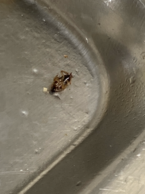 집에서 나온 벌레인데 무슨 벌레인가요?의 0번 째 이미지