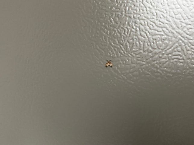 집 베란다에 사진과 같은 벌레가 자꾸 나오는데 어떤벨레인가요?의 1번 째 이미지