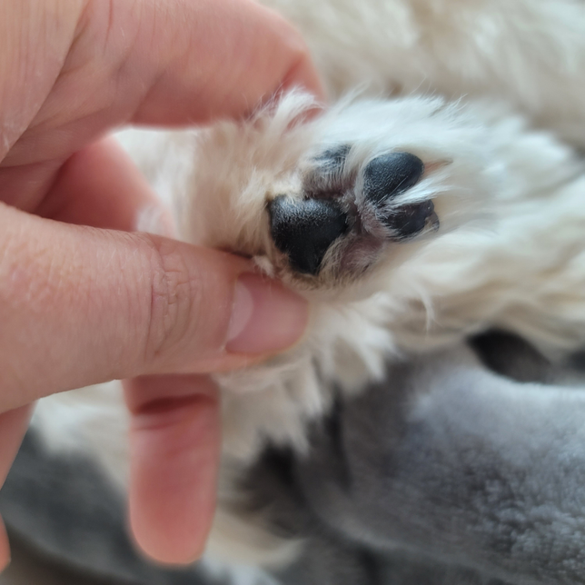 저희 강아지 뒷발 발바닥좀 봐주세요 발가락이 하나 없어도 괜찮나요?의 0번 째 이미지