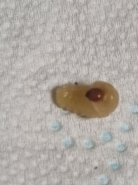 사진의 곤충이 무슨 벌레인지 알려주실분?의 0번 째 이미지