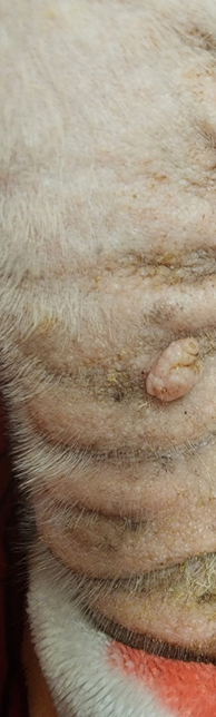 강아지 등 부분에 혹같은 게 점점 커져서 있습니다의 1번 째 이미지