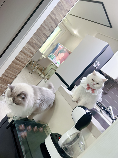 브리티쉬숏헤어와 렉돌 고양이는 타고난 질병이나 취약한 질병이 있을까요?의 0번 째 이미지