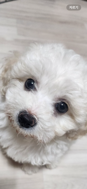 강아지 코 끝부분이 옅어지는데 이유가 있나요?의 0번 째 이미지