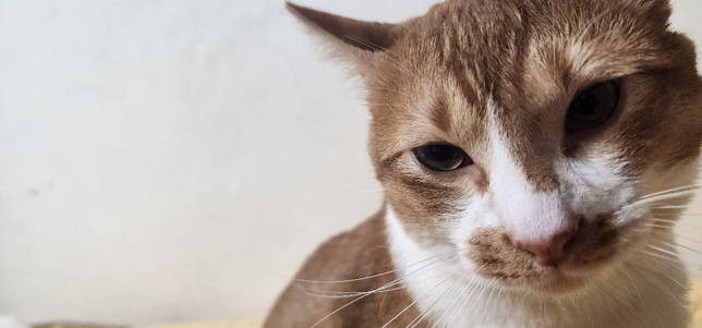 혹시 고양이 눈에 문제가 있는것인가요..?의 2번 째 이미지