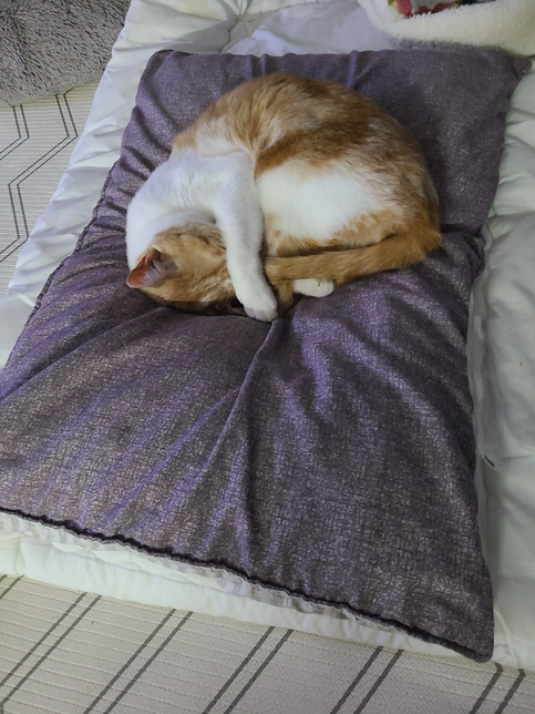 시럽으로 된 약을 먹이면 냥이가 입에 거품을 내며 뱉어요의 0번 째 이미지