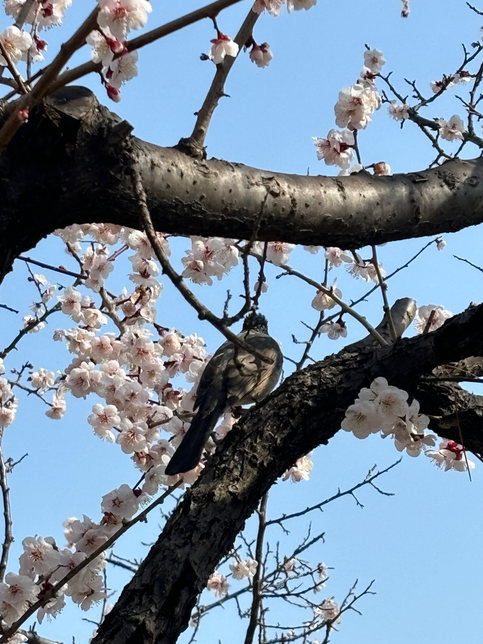 사진 속 새 이름 알 수 있을까요?의 2번 째 이미지