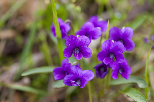 우리나라에서는 풀과 나뭇잎의 초록색이나 제비꽃의 보라색을왜 파랗다고 표현하나요?의 1번 째 이미지
