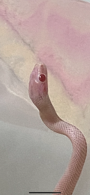 콘스네이크 볼이 빨개졌는데 괜찮은가요?의 1번 째 이미지