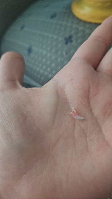 새끼강아지 이빨 빠짐 왜그런가요딱딱한간식을줘는이빨빠져서요의 0번 째 이미지