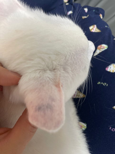 고양이 귀 진드기인지 한번 봐주세요!의 0번 째 이미지