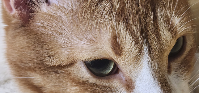 혹시 고양이 눈에 문제가 있는것인가요..?의 0번 째 이미지