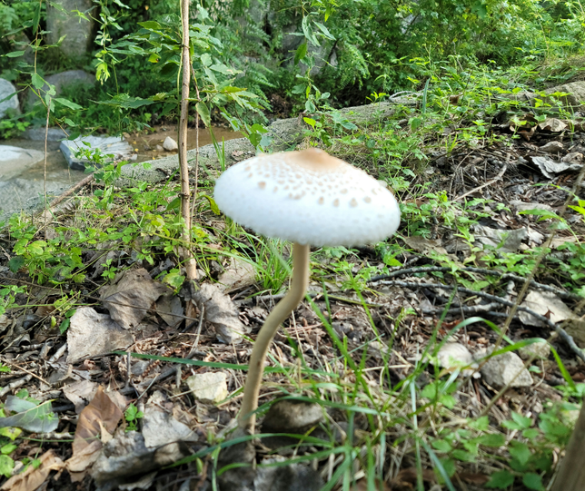 야생 버섯인거 같은데 독버섯인가요?의 0번 째 이미지
