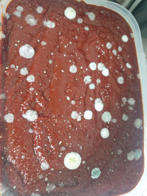 올해 담근 고추장이 곰팡이나 피었네요의 0번 째 이미지