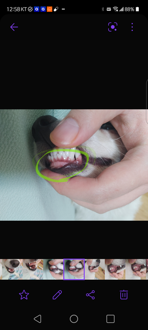 개 치아에 있는 앞니 시커먼 줄, 구강 내 시커먼 것들, 치아에 누런 것들의 정체의 3번 째 이미지