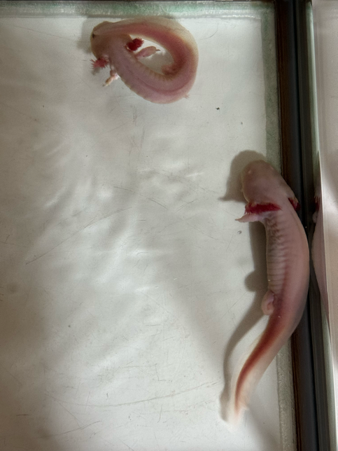 악솔로틀(우파루파) 병원 데려갈수 있나요..?의 3번 째 이미지