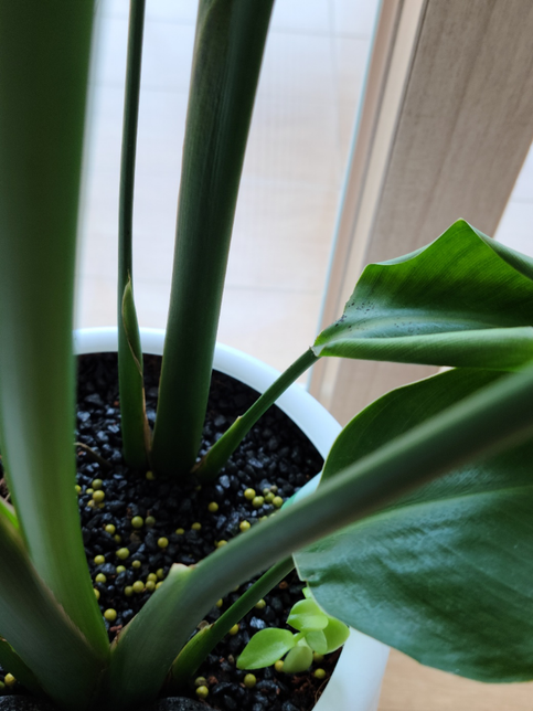 여인초 관리. 물주기 알려주세요의 2번 째 이미지