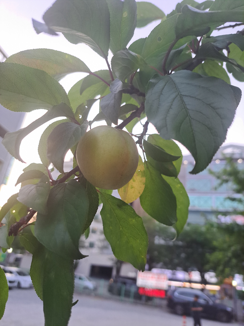 사진에 이 열매가 뭔지아시는분 있으신가요?의 0번 째 이미지