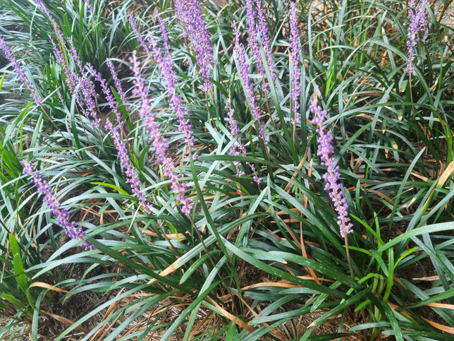 식물 꽃 이름 궁금 합니다!!의 0번 째 이미지