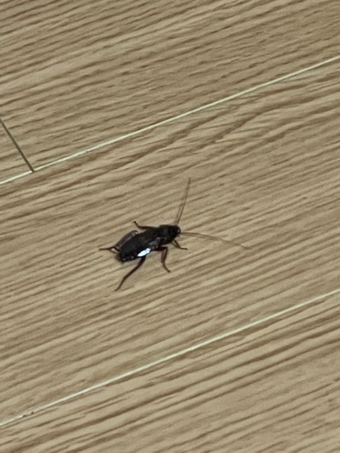 이거 바퀴벌레 맞나요??(사진 첨부,혐주의)의 0번 째 이미지