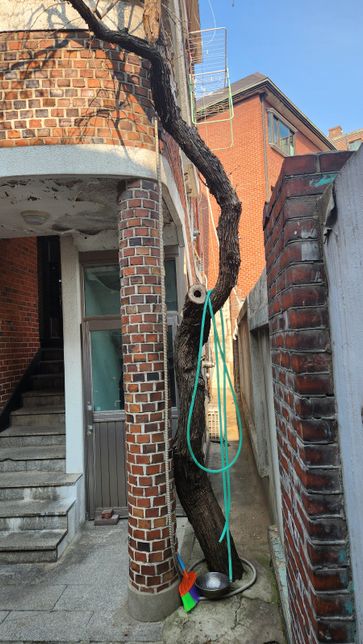 이 나무 이름이 뭔가요?? 궁금합니다의 1번 째 이미지