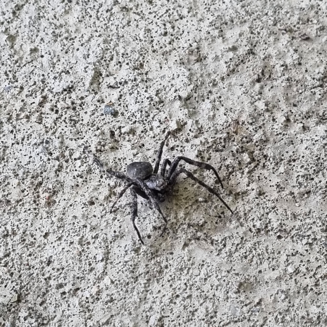 방금 물렸는데 독거미인가요???의 0번 째 이미지