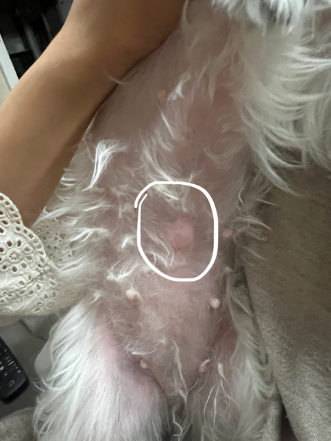 말티즈 배에 혹같은거 배꼽탈장??의 1번 째 이미지