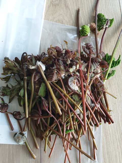 잎이 살짝 핀 고비나물은 못먹나요??의 1번 째 이미지