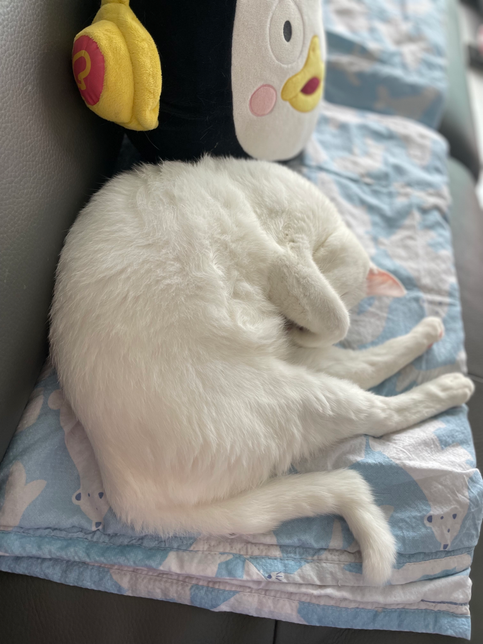 고양이가 눈 가리고 자는 이유가 궁금해요!의 0번 째 이미지