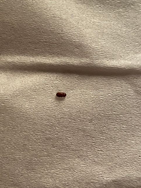 바퀴벌레 새끼인지 봐주세요ㅜㅠㅜㅜ의 0번 째 이미지