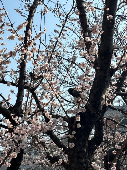 사진 속 새 이름 알 수 있을까요?의 1번 째 이미지