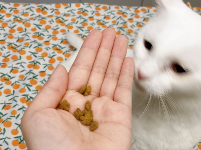 고양이간식 유통기한 넘기면 안되나요?의 0번 째 이미지