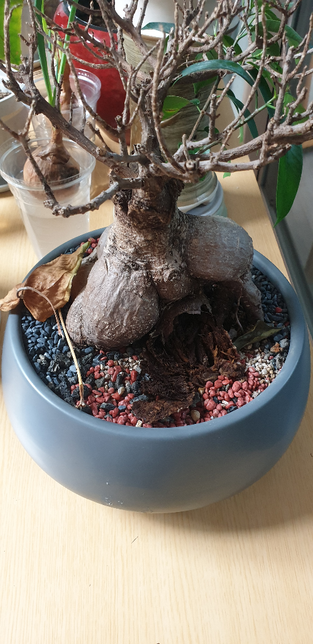 인삼벤자민입니다. 지금 상태가 어떤 상태일까요의 2번 째 이미지