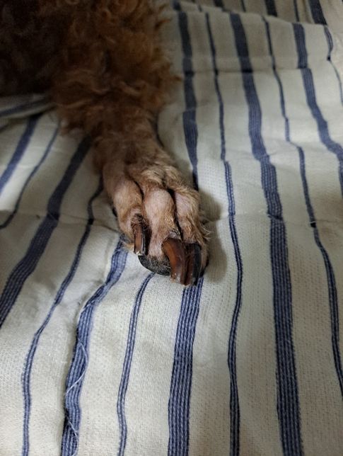 강아지 발톱 냅둬도 괜찮은지 궁금해요.의 1번 째 이미지
