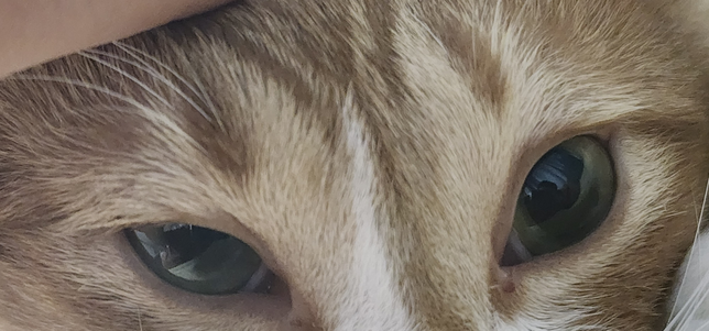 혹시 고양이 눈에 문제가 있는것인가요..?의 1번 째 이미지