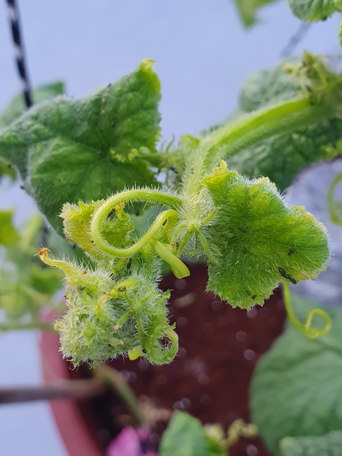 이 벌레이름이 뭔가요? 노각을 심었는데 혹시 까만 깨같은 벌레들의 어미일까요?의 1번 째 이미지